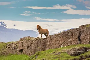 Ferus: Icelandic Horse - adult horse standing in meadow