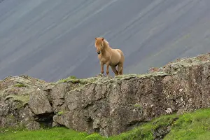 Ferus: Icelandic Horse - adult horse standing in meadow