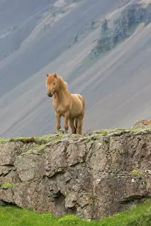 Ferus: Icelandic Horse - adult horse standing in meadow