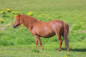 Ferus: Icelandic Horse - adult horse standing in meadow