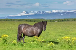 Ferus: Icelandic Horse - adult horse standing in meadow