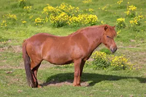 Ferus: Icelandic Horse - adult horse standing in meadow