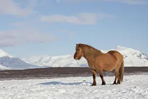 Scandinavicus: Icelandic Horse adults in winter landscape
