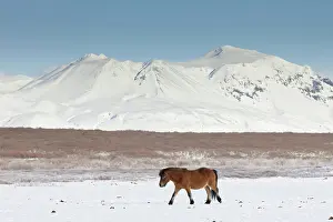 Scandinavicus: Icelandic Horse adults in winter landscape