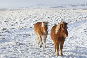 Scandinavicus: Icelandic Horse adults in winter landscape