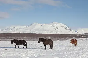 Scandinavicus: Icelandic Horse adults in winter landscape