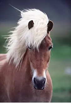 Hairstyles: ICELANDIC HORSE - close-up of head, facing