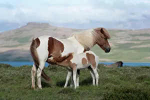 Milk: Horse