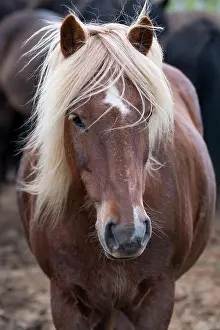 Islandicus: Icelandic horse (Equus islandicus), portrait, LotingsstaEir