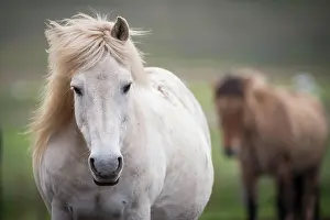 Islandicus: Icelandic horse (Equus islandicus), portrait, LotingsstaEir