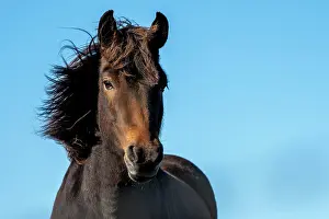 Islandicus: Icelandic horse (Equus islandicus), portrait, Skagi