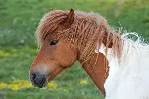 Islandicus: Icelandic horse (Equus islandicus), animal portrait