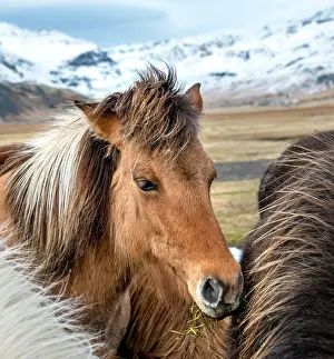 Islandicus: Icelandic horse (Equus islandicus), animal portrait