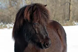 Islandicus: Icelandic horse (Equus islandicus), brown gelding
