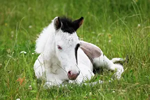 Islandicus: Icelandic horse (Equus islandicus), foal, animal
