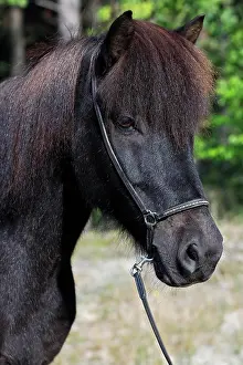 Islandicus: Icelandic horse ( Equus islandicus) Gelding in the