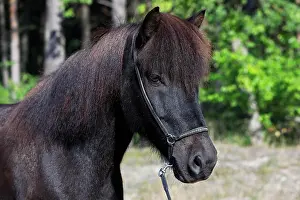 Islandicus: Icelandic horse ( Equus islandicus) Gelding in the