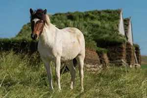 Peat: Icelandic horse (Equus islandicus) in front of horse