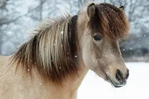 Islandicus: Icelandic horse (Equus islandicus), mare in snow