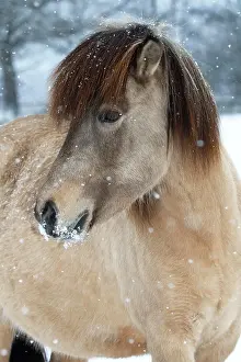 Islandicus: Icelandic horse (Equus islandicus), mare in snow