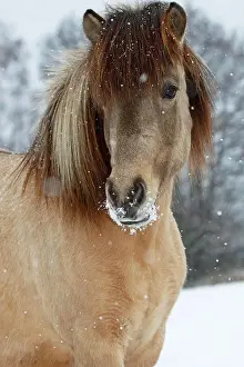 Islandicus: Icelandic horse (Equus islandicus), mare in snow