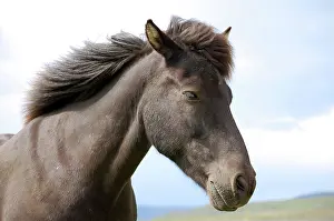 Seldon: Icelandic horse (Equus scandinavicus), Golden
