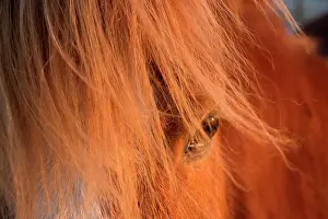 Detailed: Icelandic horse in the evening light, detailed view