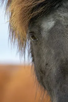 270622: Icelandic Horse, Eye, Iceland, Europe