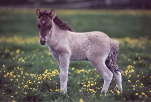 Foals: ICELANDIC HORSE - FOAL