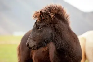 Hornafjrur: Icelandic horse, foal, Hornafjoer&, x35cac; Iceland