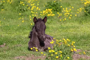 Ferus: Icelandic Horse - foal in meadow - Iceland