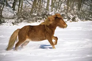 Hooved: Icelandic horse galopping in a snow-covered meadow