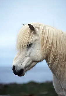 Equestrian: ICELANDIC HORSE - grey, head profile