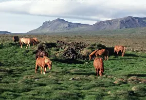 Equestrian: ICELANDIC HORSE - herd grazing in Iceland