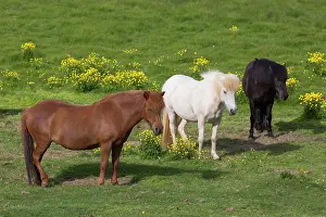 Ferus: Icelandic Horse - horses in meadow - Iceland