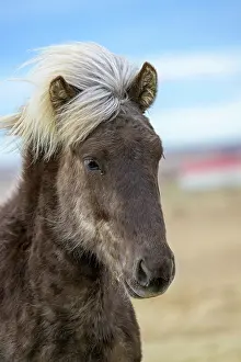 270622: Icelandic horse, Iceland, Europe