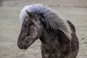 270622: Icelandic horse, Iceland, Europe
