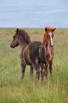 Foal: Icelandic Horse, Icelandic Pony, two foal, Iceland, Europe