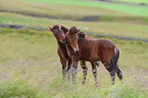 Foal: Icelandic Horse, Icelandic Pony, two foal, Iceland, Europe
