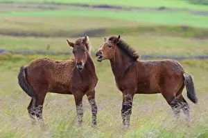 Foal: Icelandic Horse, Icelandic Pony, two foal, Iceland, Europe