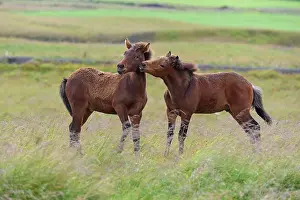 Foal: Icelandic Horse, Icelandic Pony, two foal, Iceland, Europe
