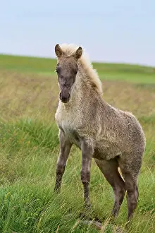 Foal: Icelandic Horse, Icelandic Pony, foal, Iceland, Europe