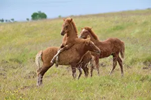 Foal: Icelandic Horse, Icelandic Pony, three foal, Iceland, Europe