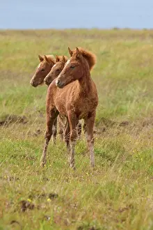 Foal: Icelandic Horse, Icelandic Pony, three foal, Iceland, Europe