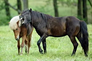 Content: Icelandic horse, Icelandic pony