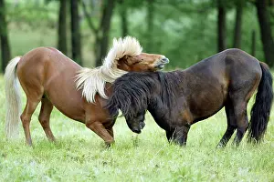 Content: Icelandic horse, Icelandic pony