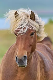 Pony: Icelandic Horse, Icelandic Pony, Iceland, Europe