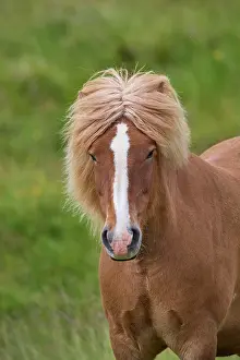 Pony: Icelandic Horse, Icelandic Pony, Iceland, Europe
