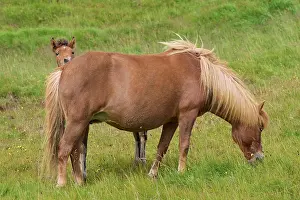Foal: Icelandic Horse, Icelandic Pony, Mare with foal