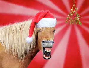 Laughing: Icelandic Horse - laughing - wearing Christmas hat